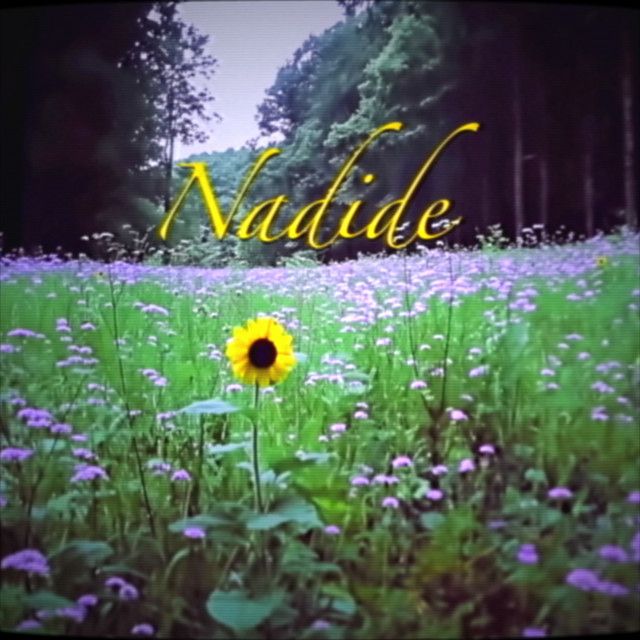 متن آهنگ Nadide از Reynmen کاور آهنگ Nadide از Reynmen
