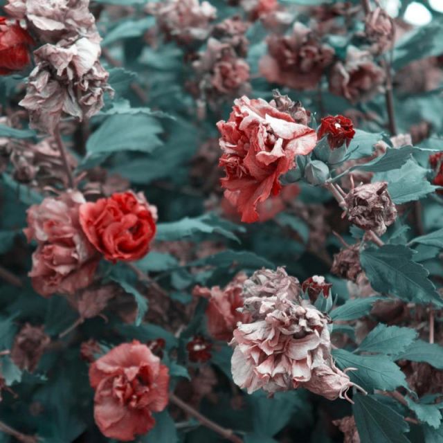 متن آهنگ عمق از بهرام کاور آهنگ عمق از بهرام